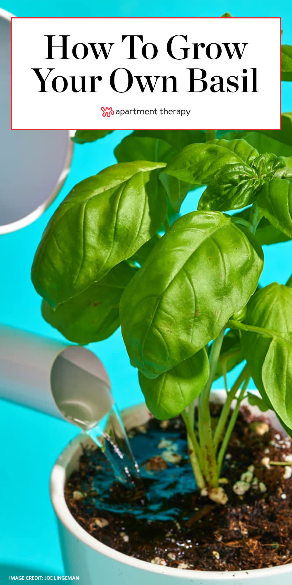 How to Grow Basil in an Indoor Pot or Outdoors Apartment Therapy